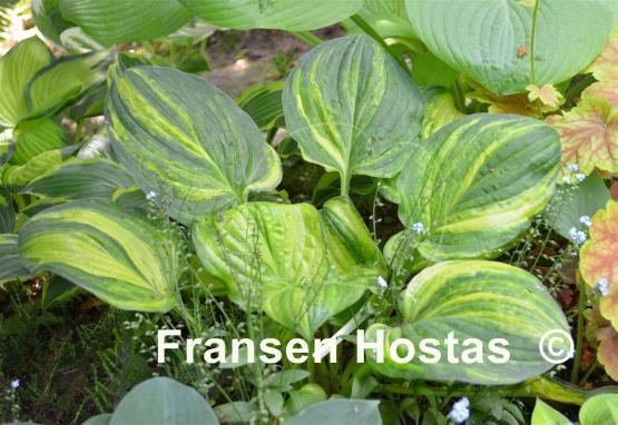 hosta christmas tree gala fransen hostas nl hosta christmas tree gala